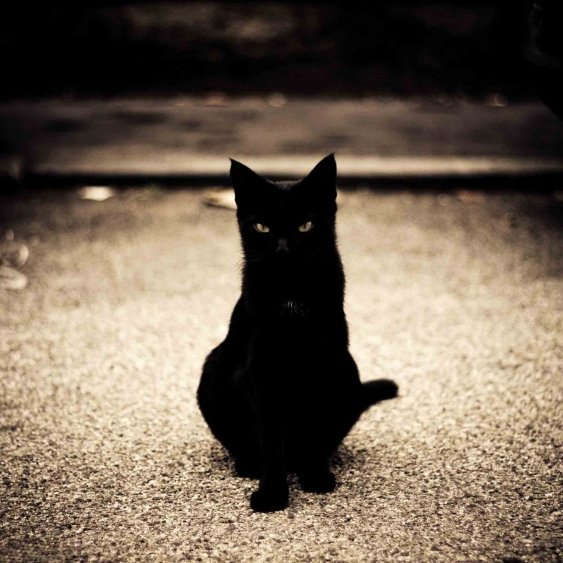 Черная кошка сидит