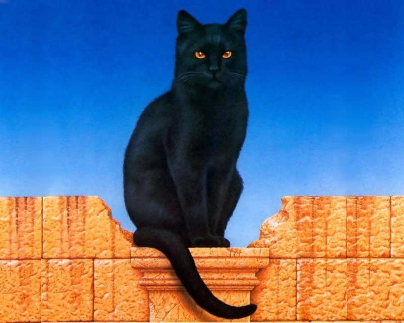 Черная кошка сидит