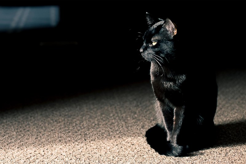Черная кошка падает