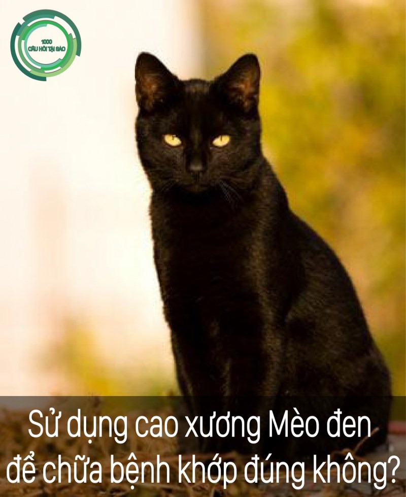 Чёрный кот