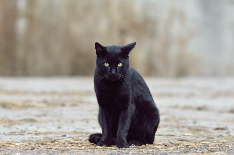 Черный уличный кот
