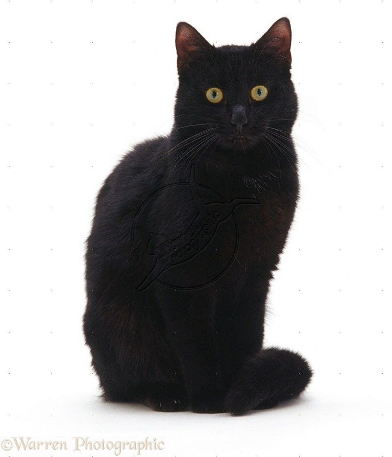 Чёрный кот