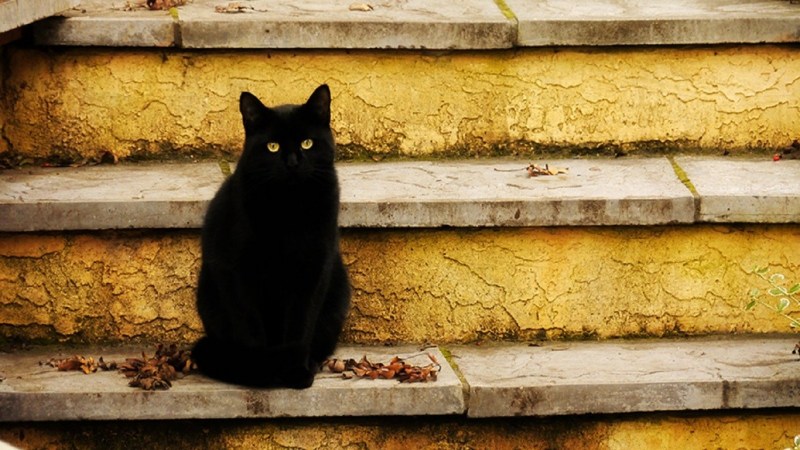 Черная кошка на улице
