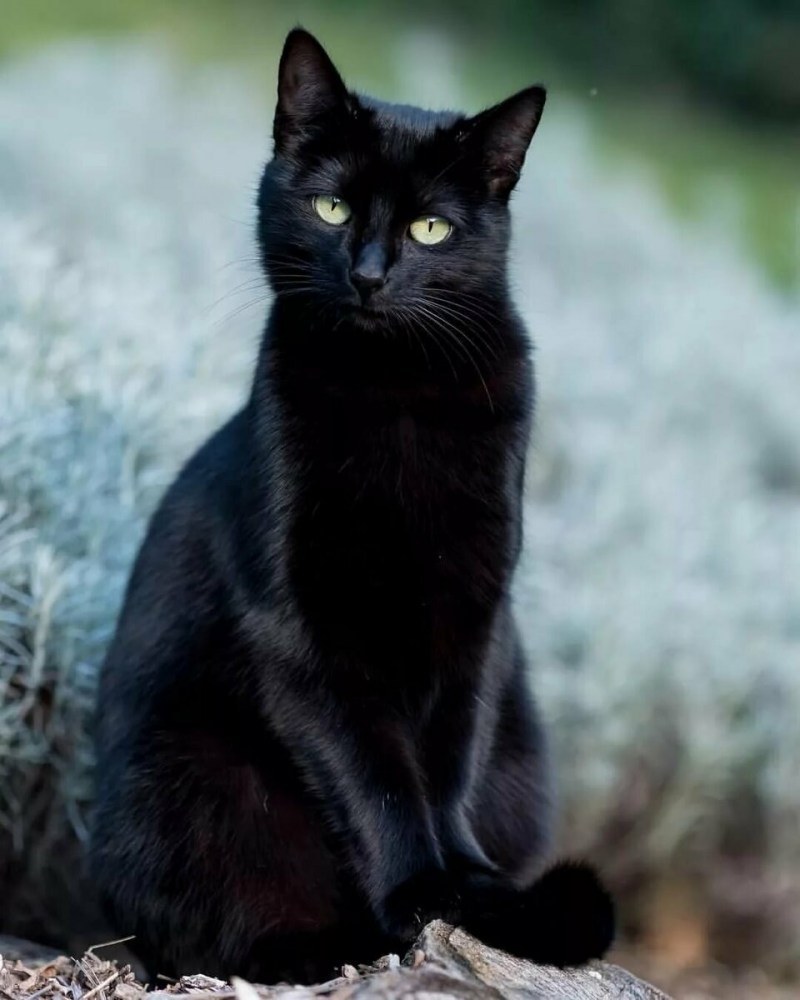 Черные коты