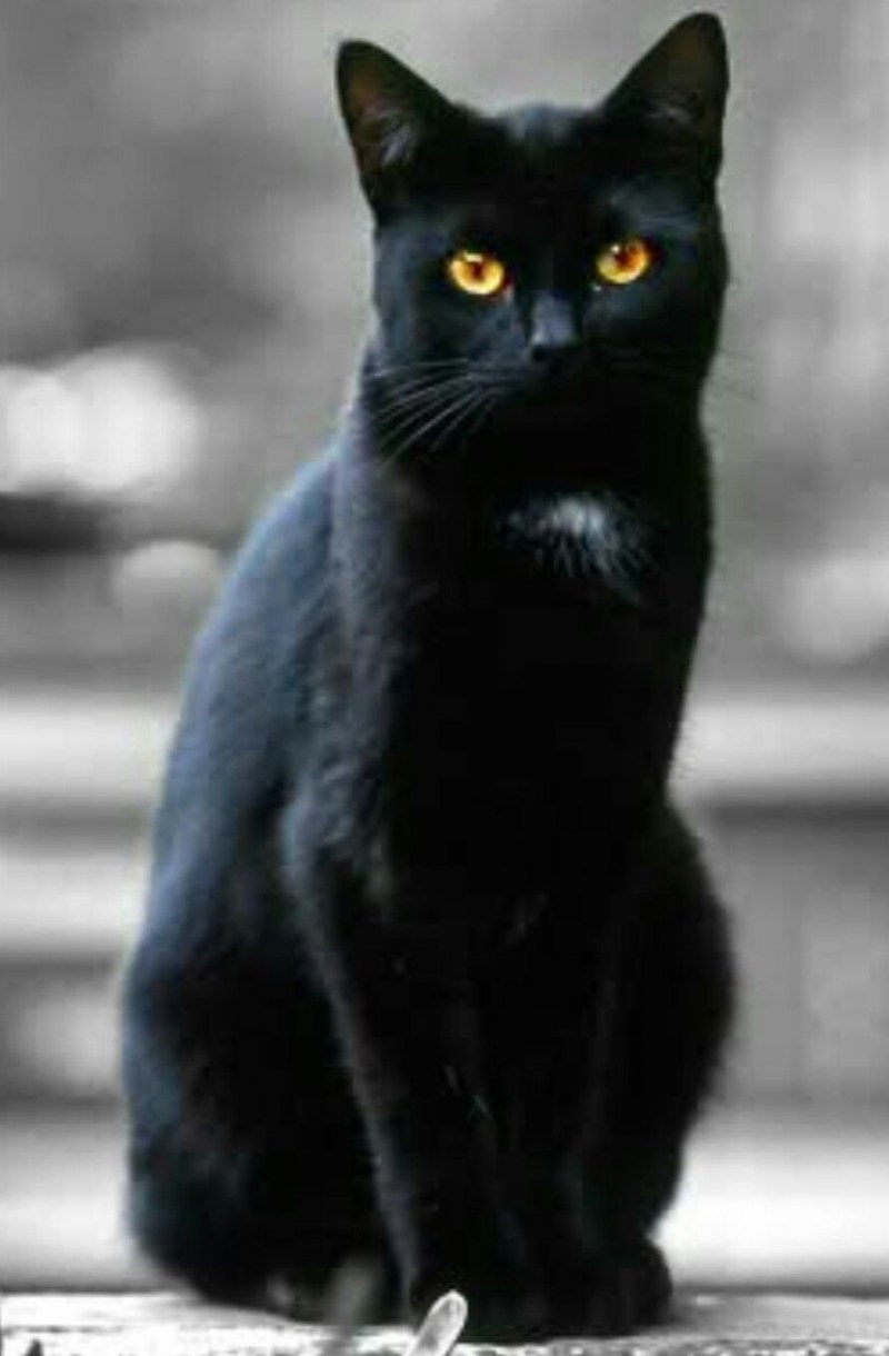 Изящная черная кошка