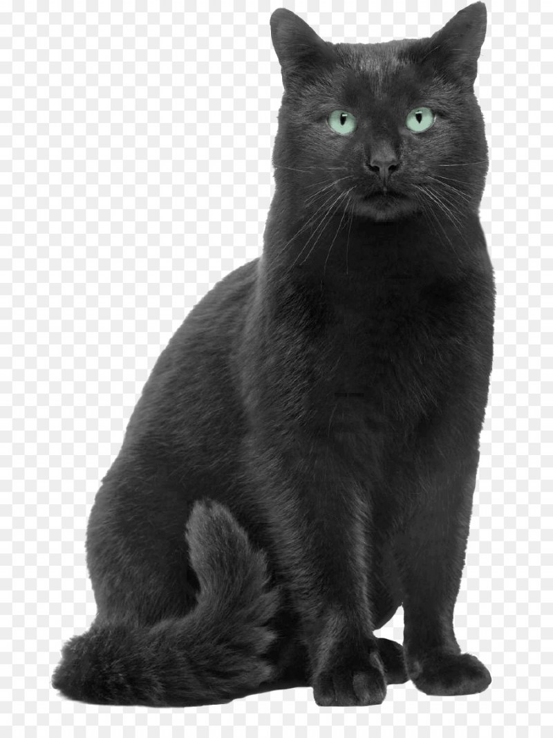 Корат кошка