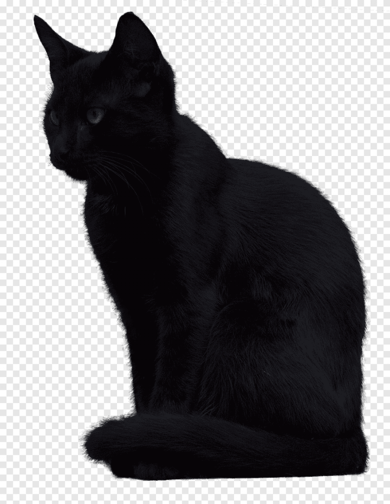 Черная кошка сидит