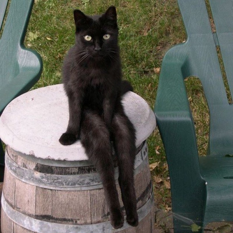 Кот сидит