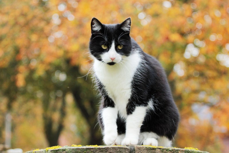 Черно белая кошка