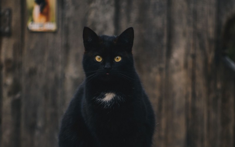 Черная кошка сидит
