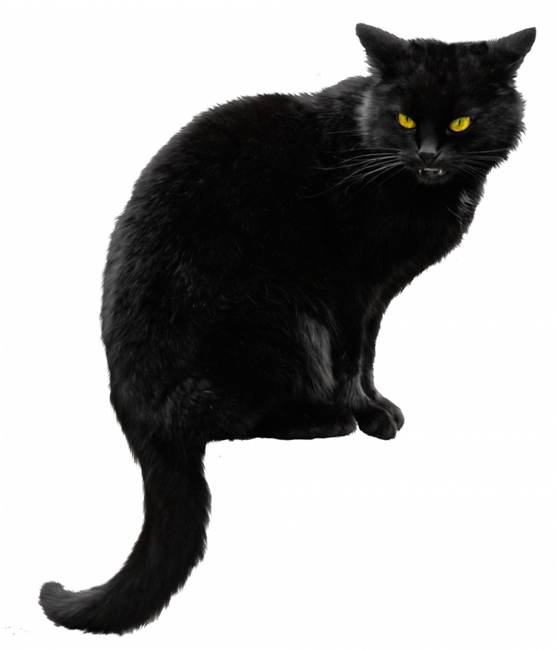 Черная кошка на белом фоне