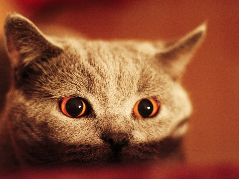 4 Котика
