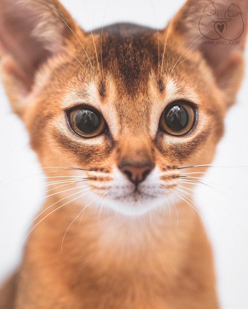 Абиссинская кошка котёнок
