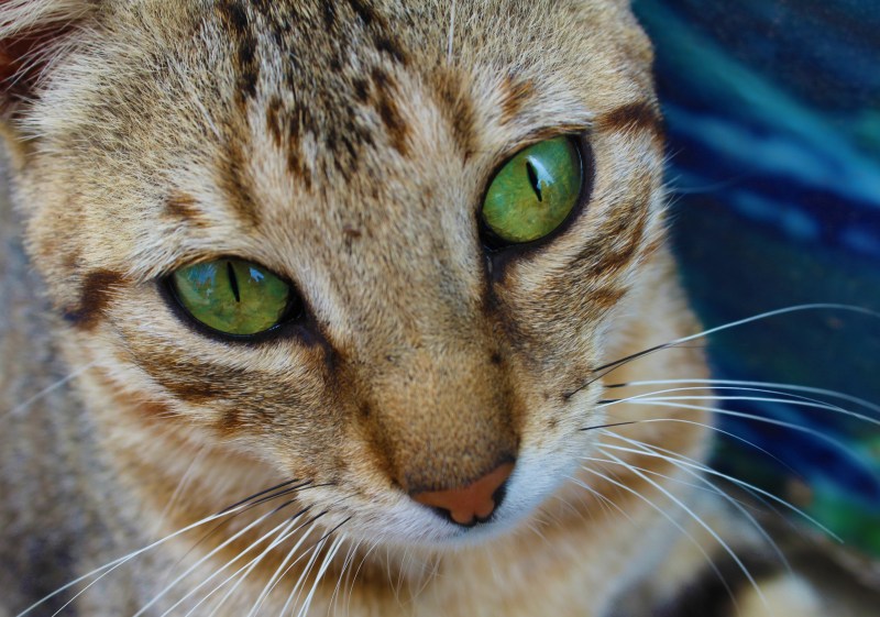 Черные коты