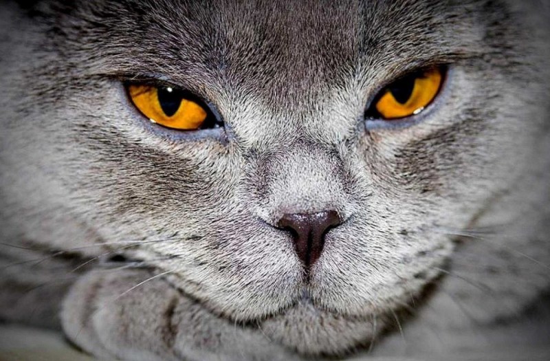 Шотландская вислоухая кошка милая