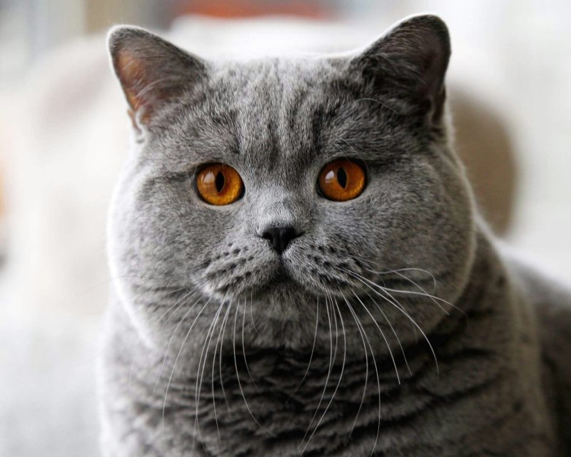 Кошка Британская короткошерстная рыжесерая