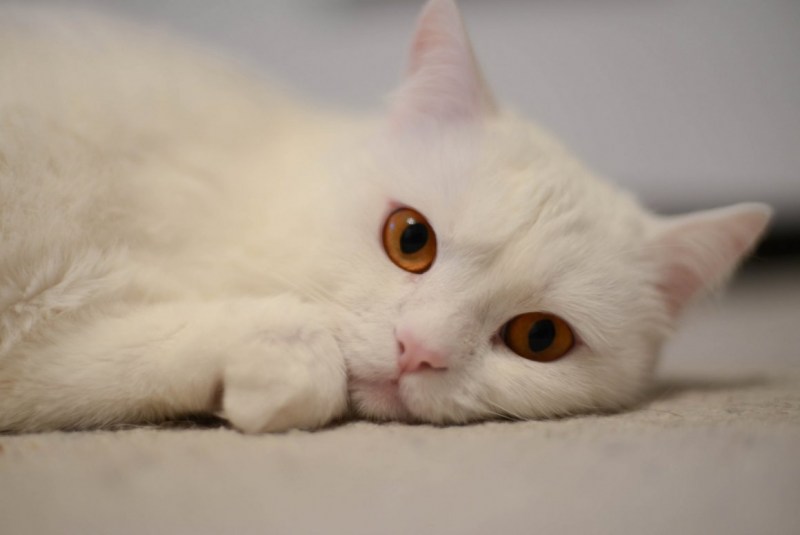 Кошка белая