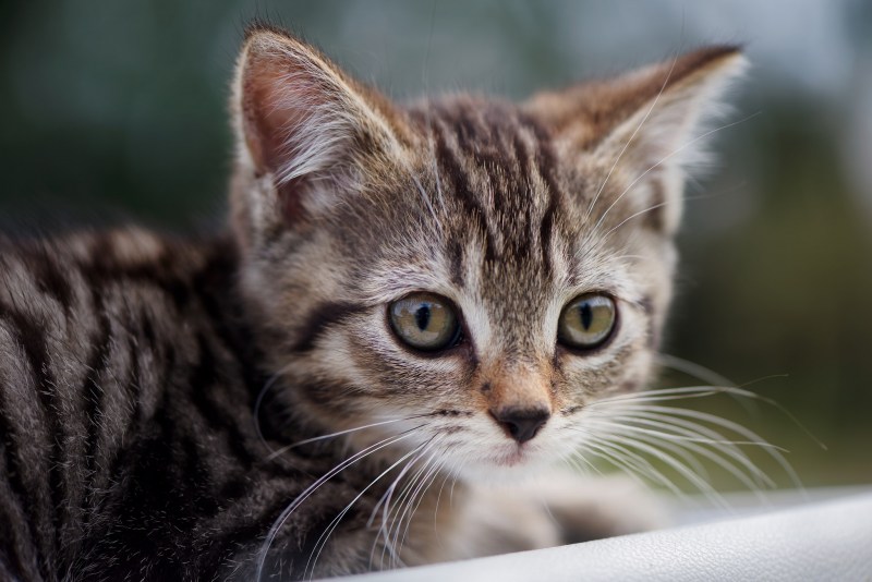 Котенок с карими глазами