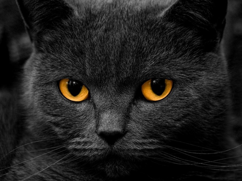 Коричневый полосатый котенок