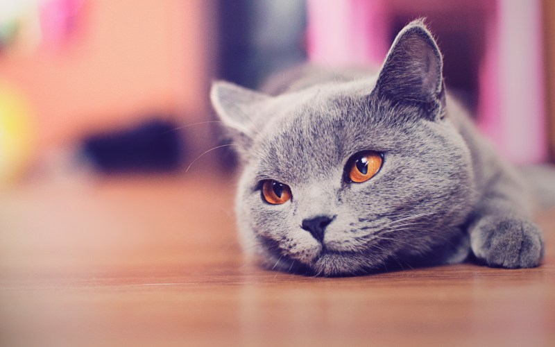 Чёрный кот