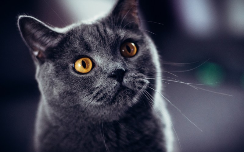 Кот британец