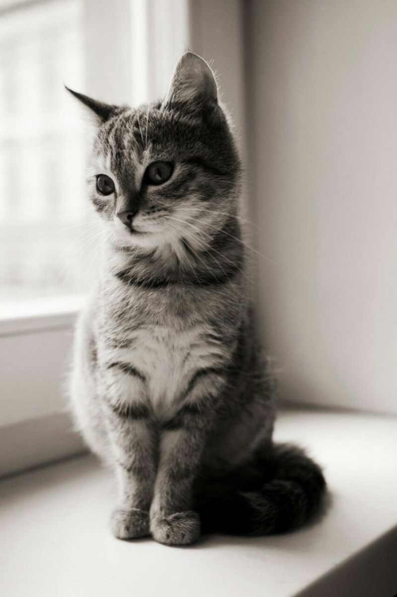Классные котики