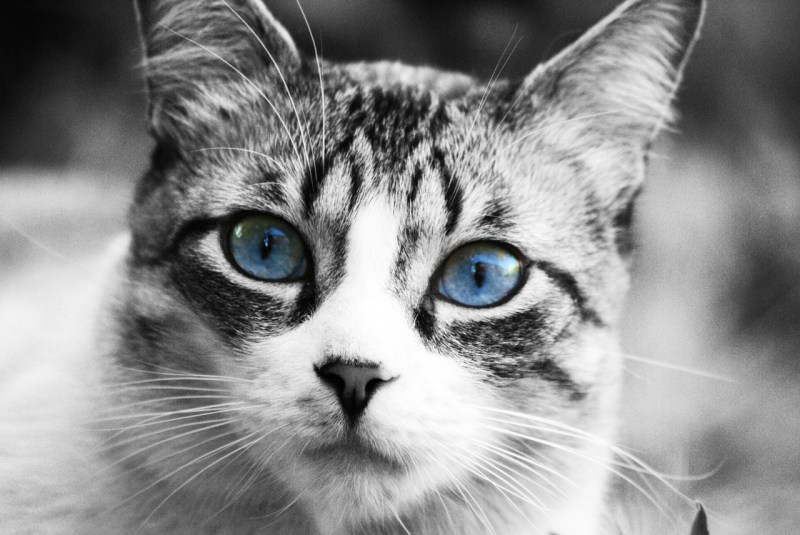 Аватарка кот