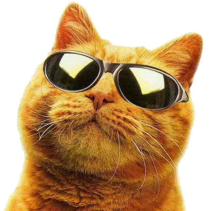 Кот в очках