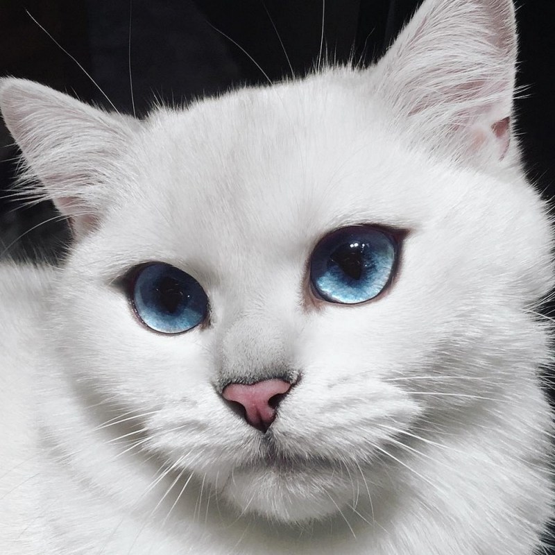 Коби кот