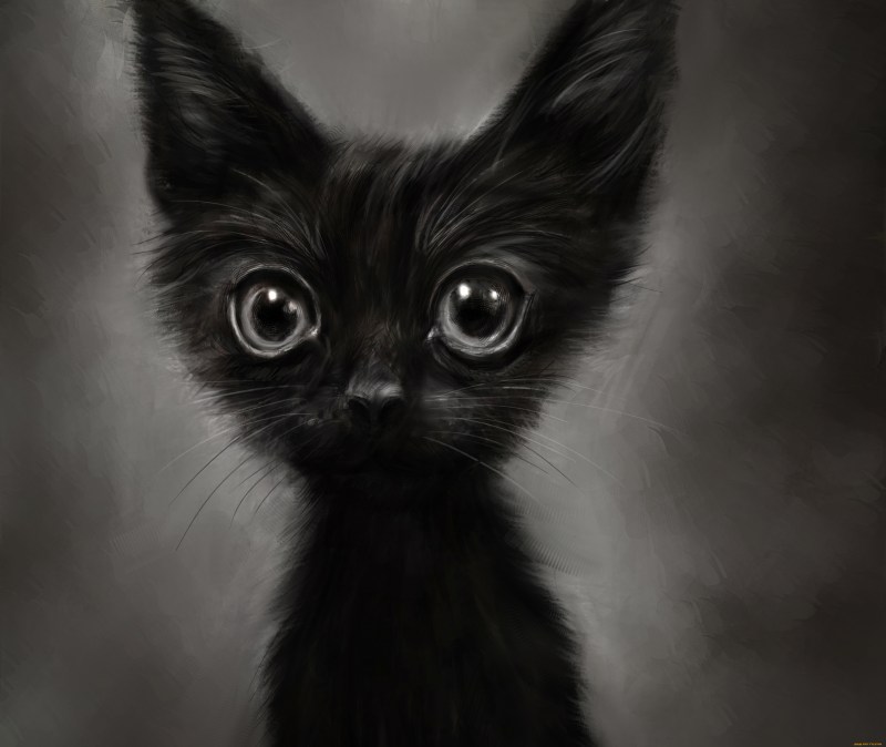 Аватарки кошки