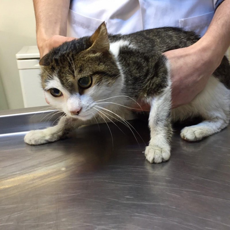 Petting Cat
