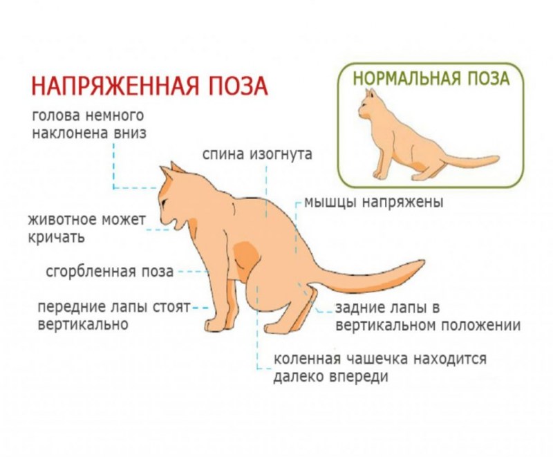 Кошачья вирусная инфекция кальцивироз