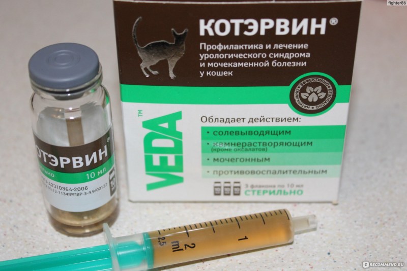Позы кошек при болезни