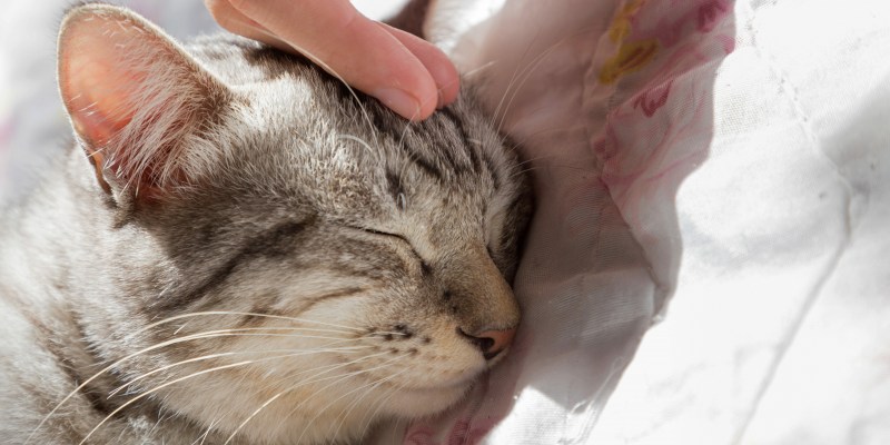 Кот миндаль приют