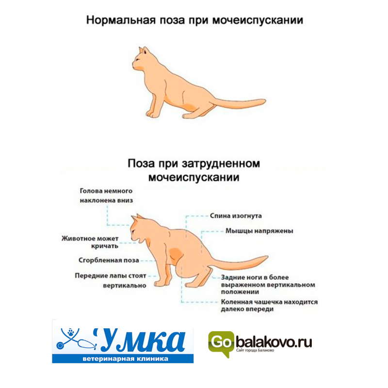 Щитовидная железа у кошек