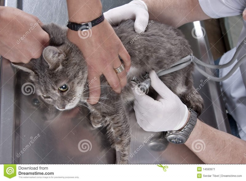 Стационар для кошек