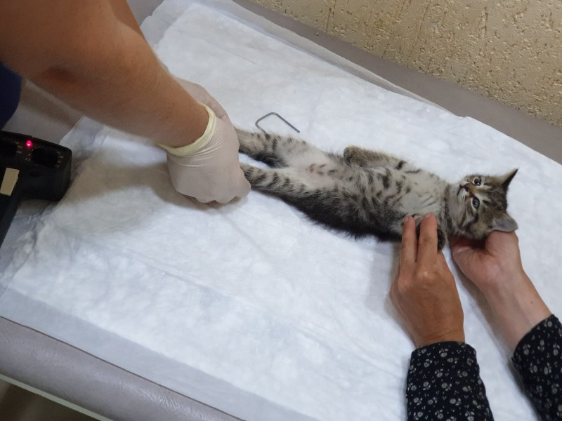 Панлейкопения кошек Ветеринария