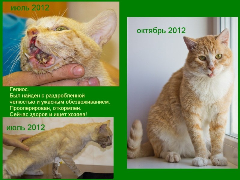 Укол коту в холку