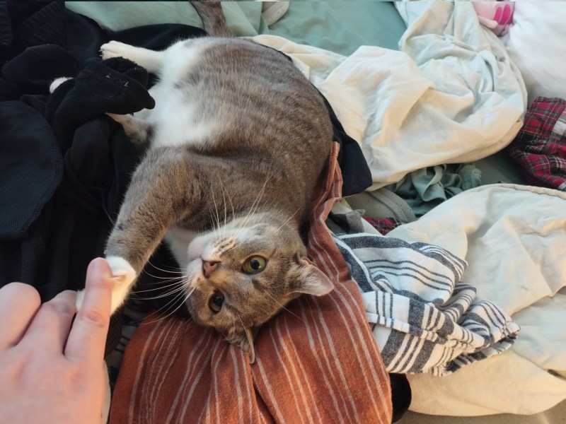Коты у ветеринара