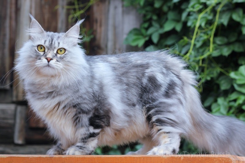 Сибирский мраморный кот