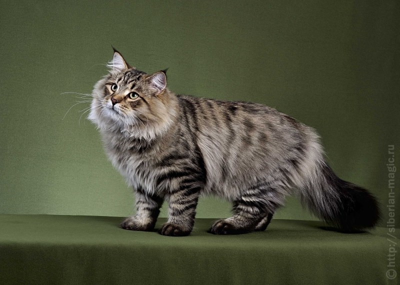Сибирские коты