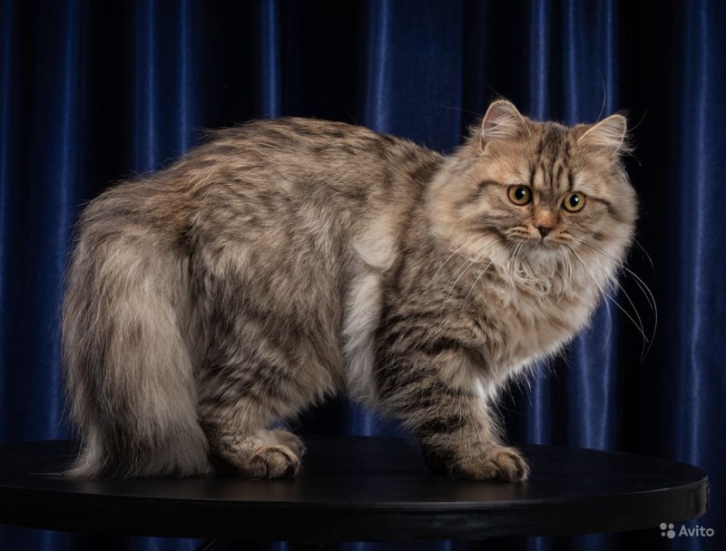 Сибирская традиционная кошка