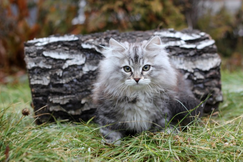 Сибирская голубая кошка