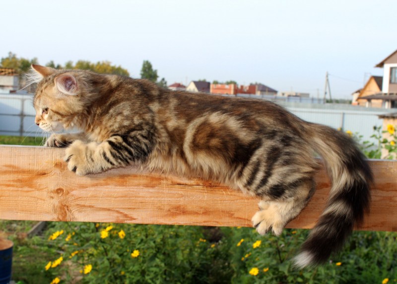 Сибирская кошка котята