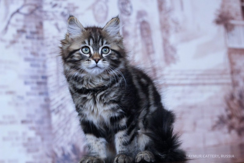 Сибирский кот серый мрамор