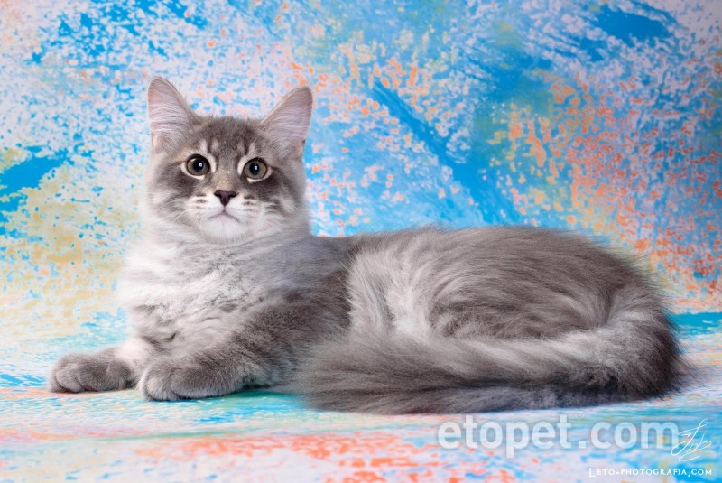 Сибирские коты табби