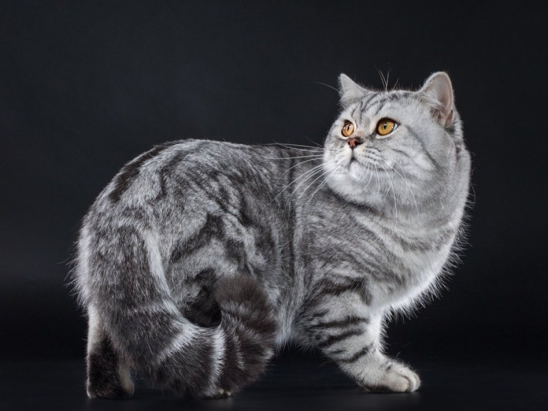 Сибирская кошка палевая