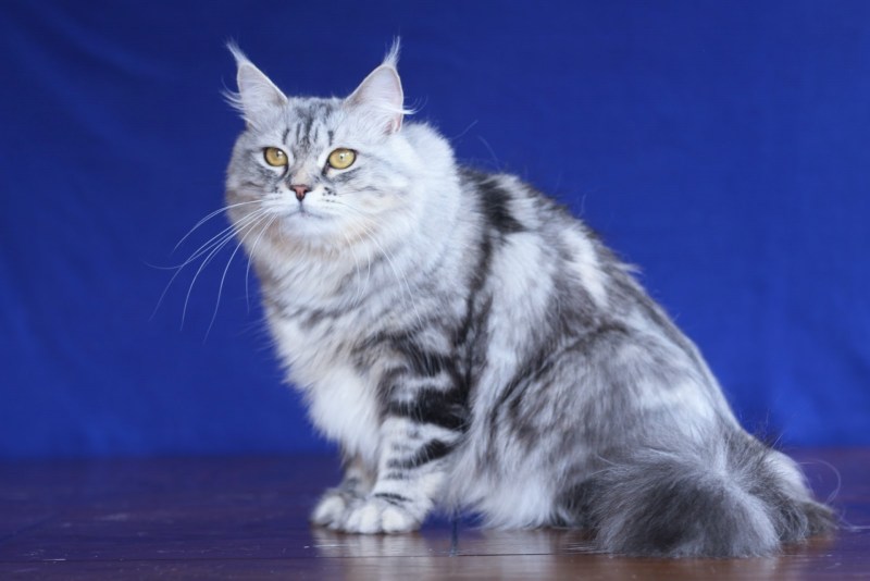 Кот Сибирский черный мраморный