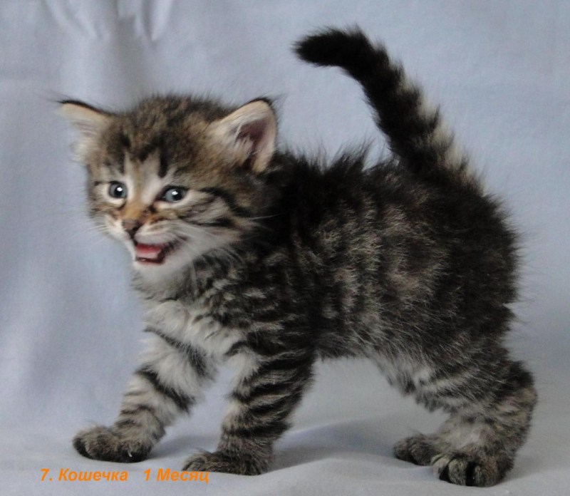 Сибирская кошка короткошерстная