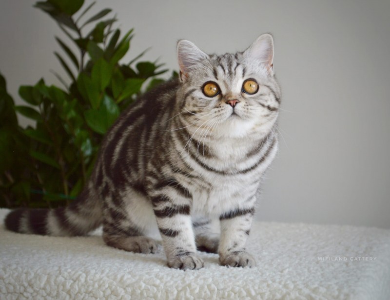 Сибирские котята черные питомник